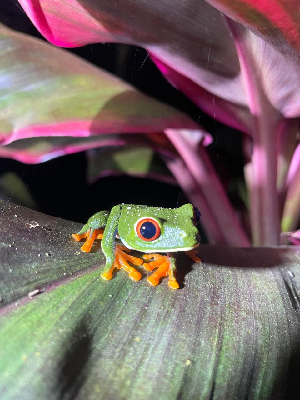 Rana arborícola verde con ojos rojos y patas naranjas sobre una hoja tropical oscura.