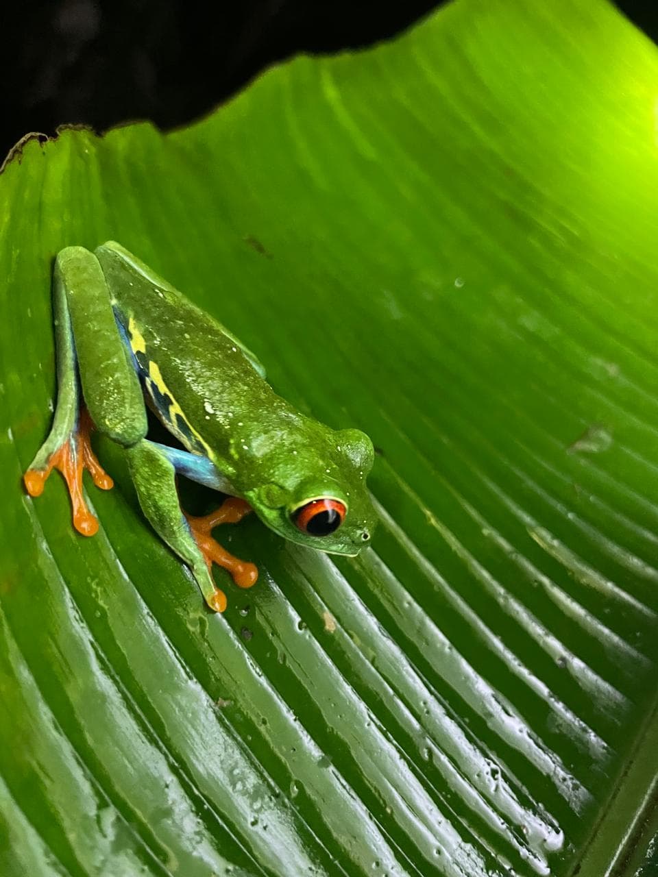 Rana arborícola de ojos rojos sobre hoja verde con patas naranjas y costados azules.