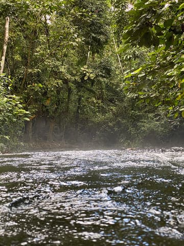 Río fluyendo por una selva tropical exuberante con una neblina suave sobre el agua.