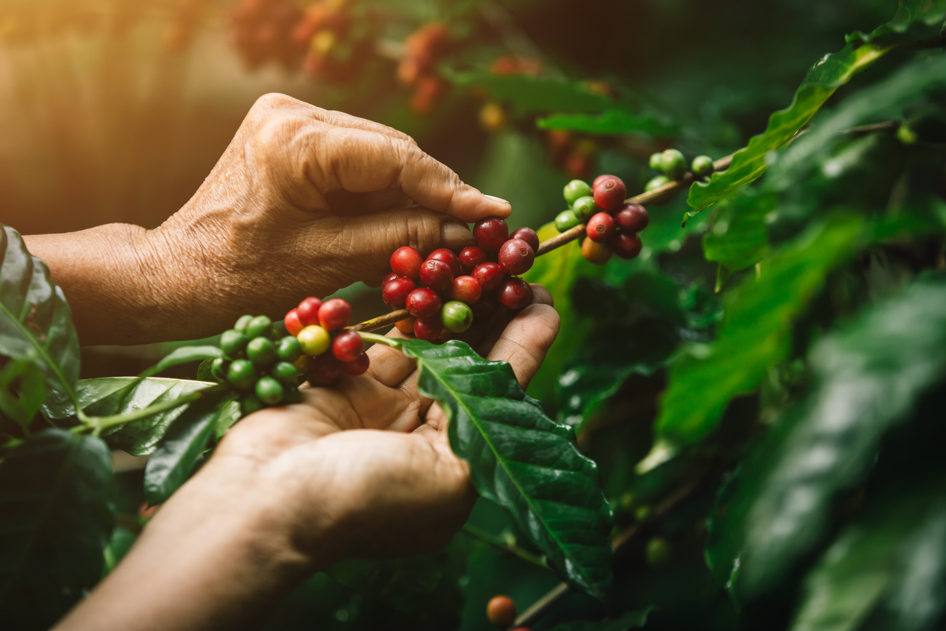 Manos recolectando granos de café rojos y maduros de una rama verde y frondosa.