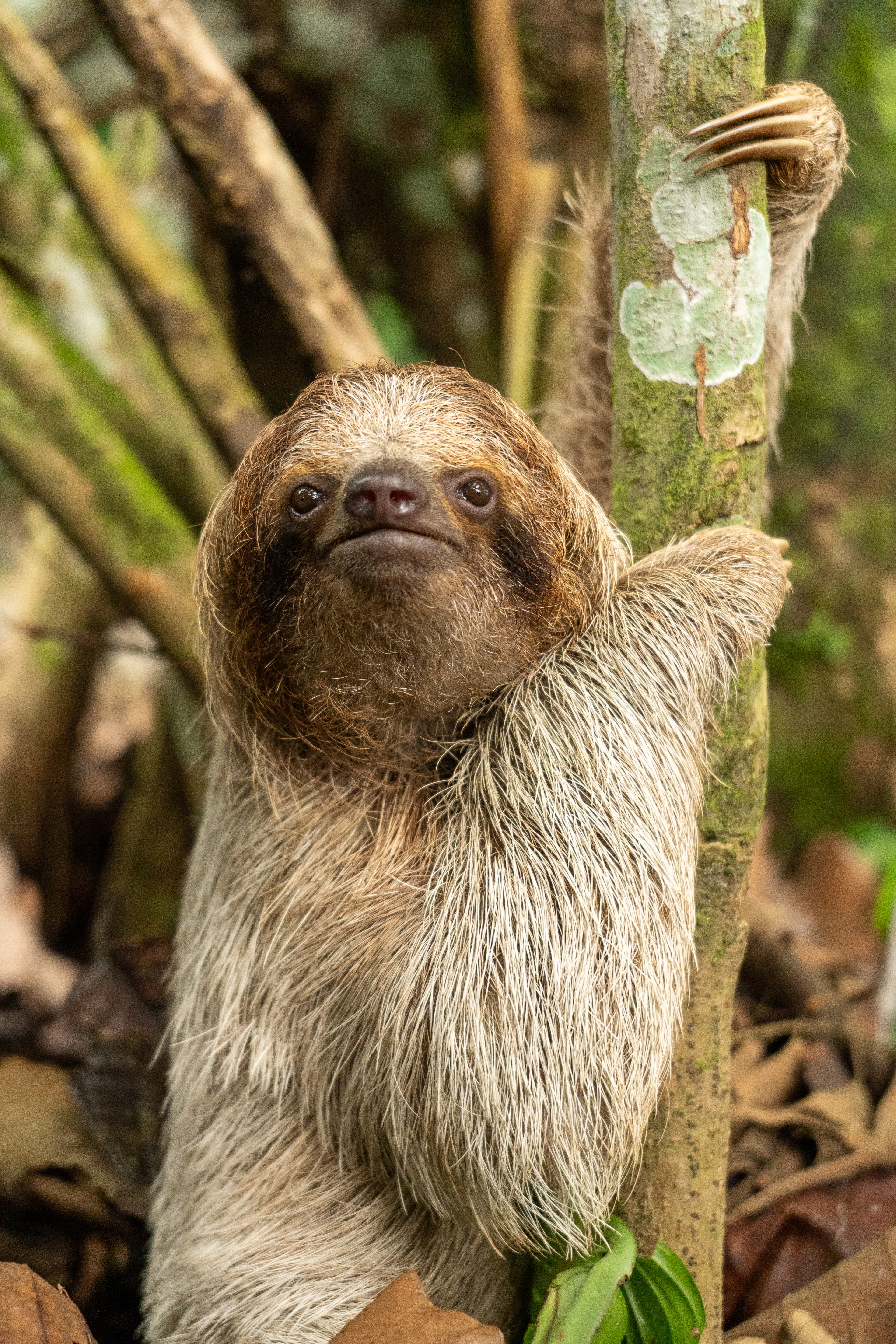 Perezoso marrón trepando un tronco de árbol con sus garras en una selva tropical.